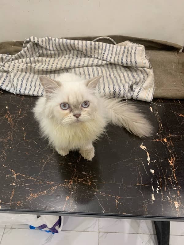 Persian Kittens /triple coated / Persian cats /punch face for sale 3