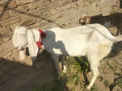 bakri