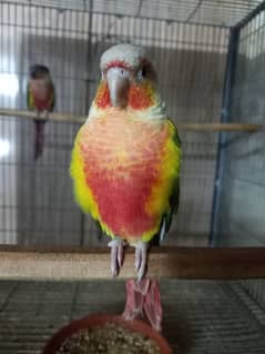 High red opline pinapple conure male