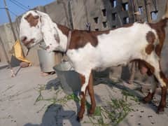 bakri