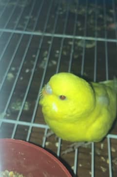 budgie