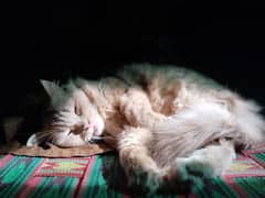 PERSIAN CAT FOR SELL