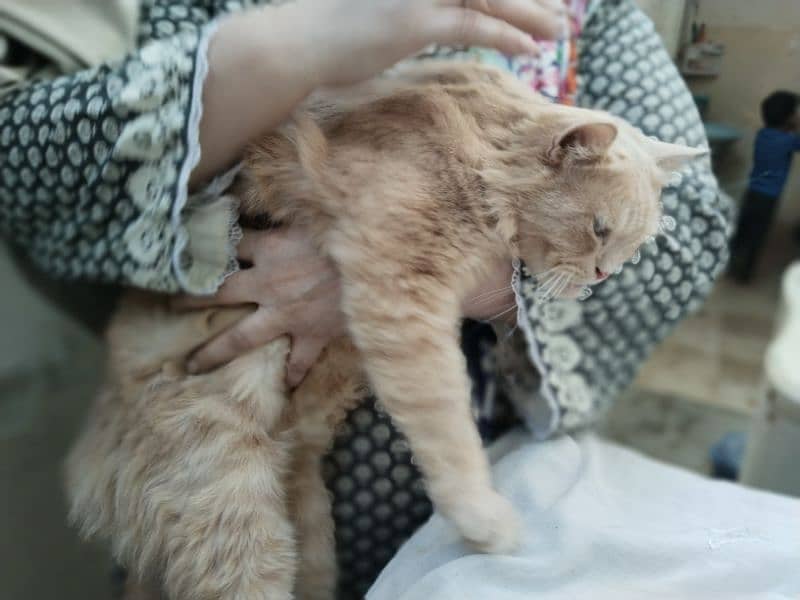 PERSIAN neuter CAT FOR SELL 6