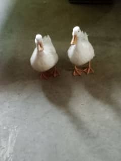 Ducks