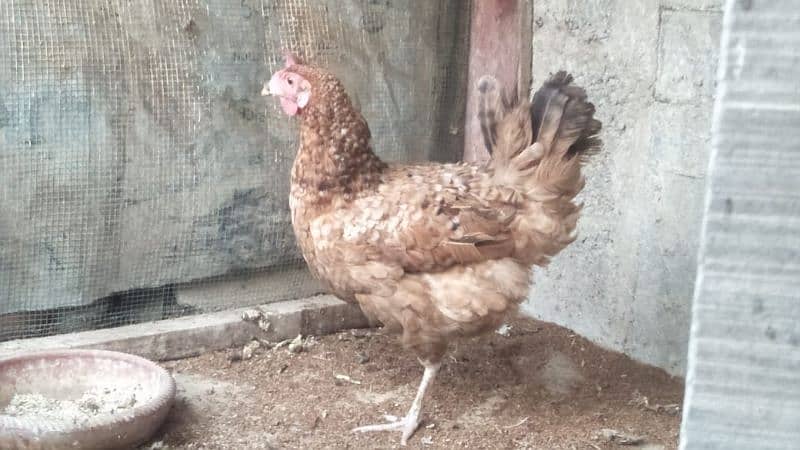 Desi murgi for sale. Egg deti he. 03182857678. 0