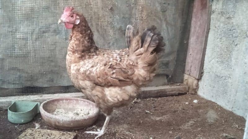 Desi murgi for sale. Egg deti he. 03182857678. 1