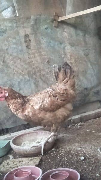 Desi murgi for sale. Egg deti he. 03182857678. 2