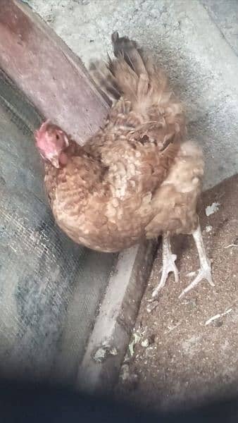 Desi murgi for sale. Egg deti he. 03182857678. 3