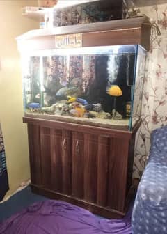 fish aquarium