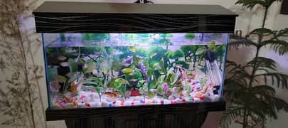 fish Aquarium