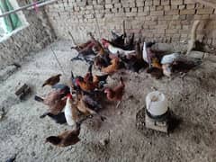 golden misri female male dono hain start after one week