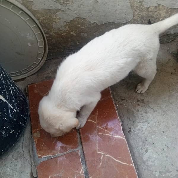 Labrador Male Dog Age 1 Month 03028994512 0