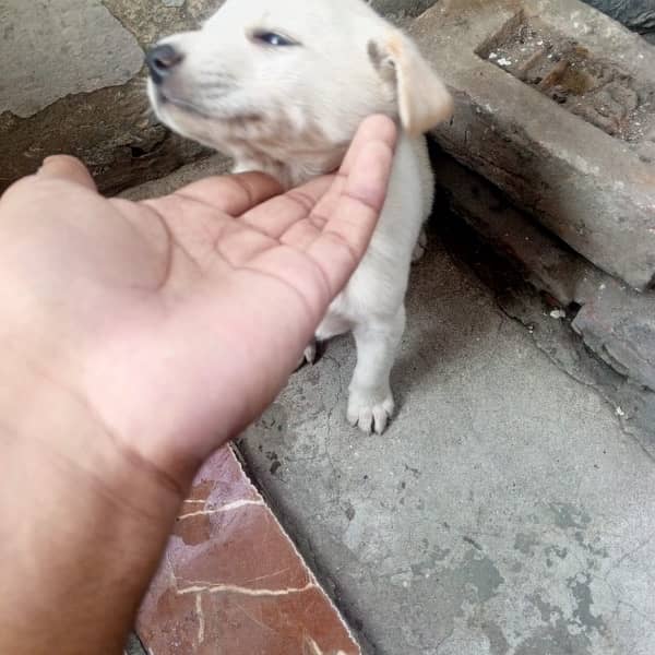 Labrador Male Dog Age 1 Month 03028994512 1