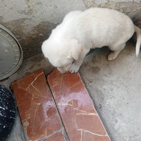 Labrador Male Dog Age 1 Month 03028994512 2