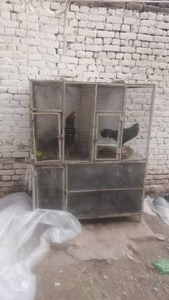 Hens iron cage