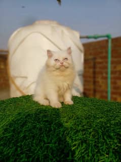 Persian kitten