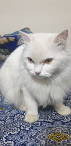 Female white cat for sale