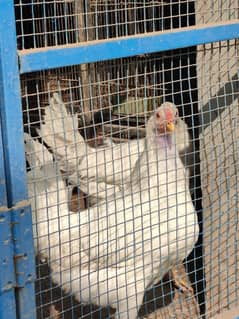 White Leghorn (Cropped) Males