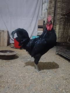 Australorp