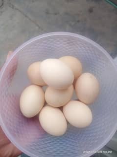 china aseel eggs for sale