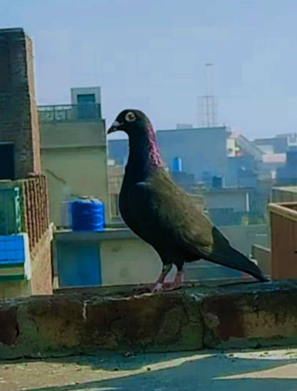 imported John Aden pigeon 11