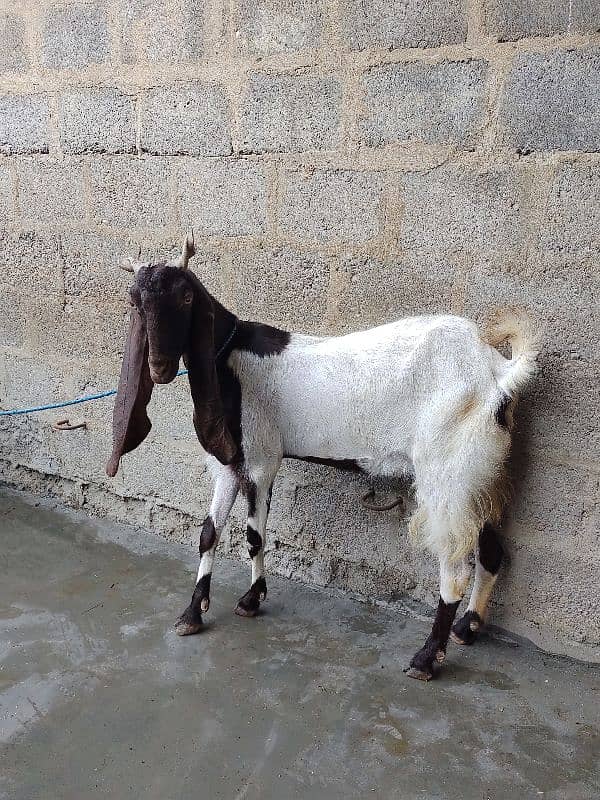 bakri and Bakra for sale 1