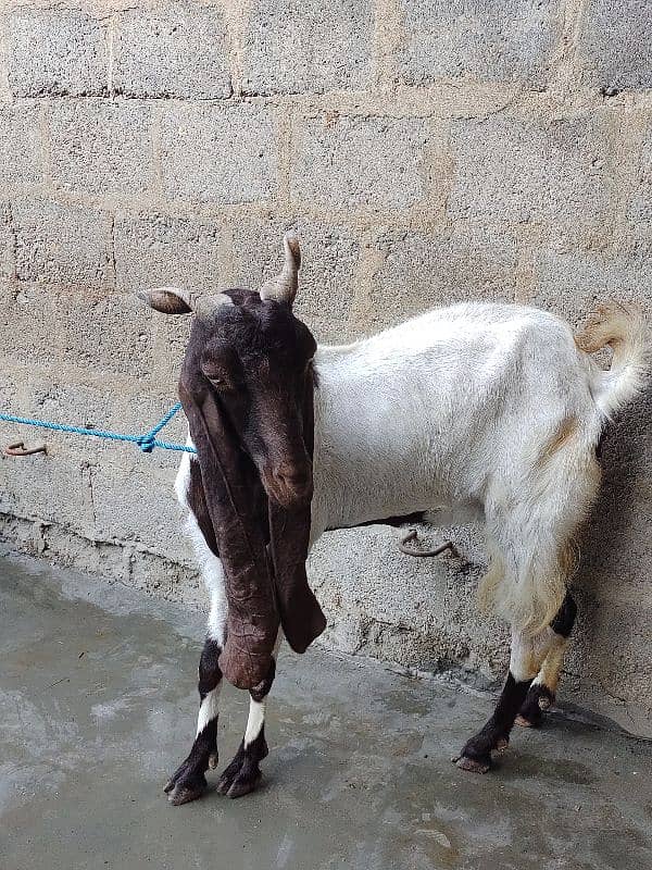 bakri and Bakra for sale 2