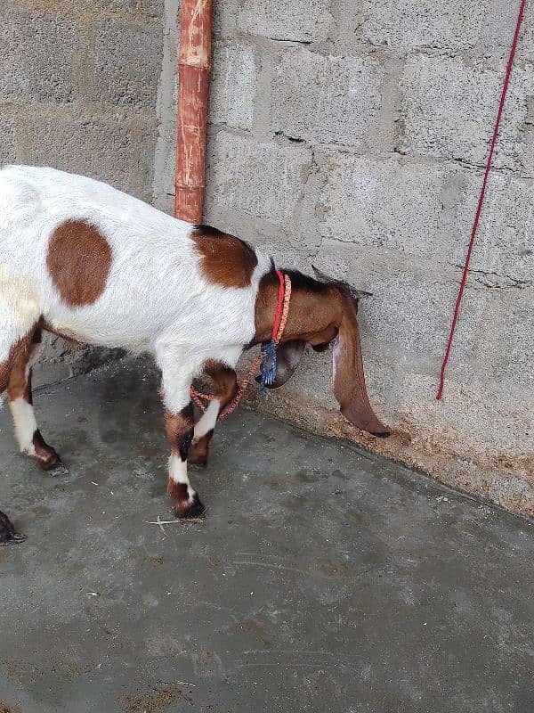 bakri and Bakra for sale 4