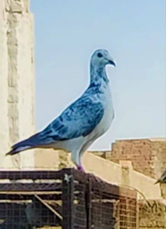 imported John Aden pigeon 12