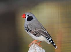 1 pair zebra finch black cheek 1 pair Bangalese