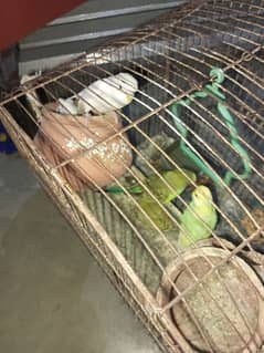 parrot for sale  5 Australian parrot for sale