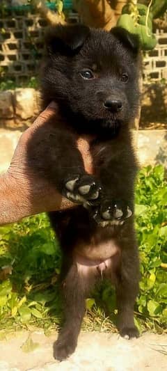 Black German Shepherd