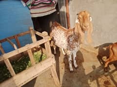 Pure Makhi Cheeni Bakri 4 sale