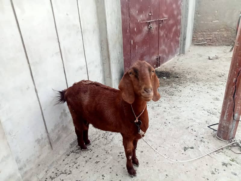 Red goat 3