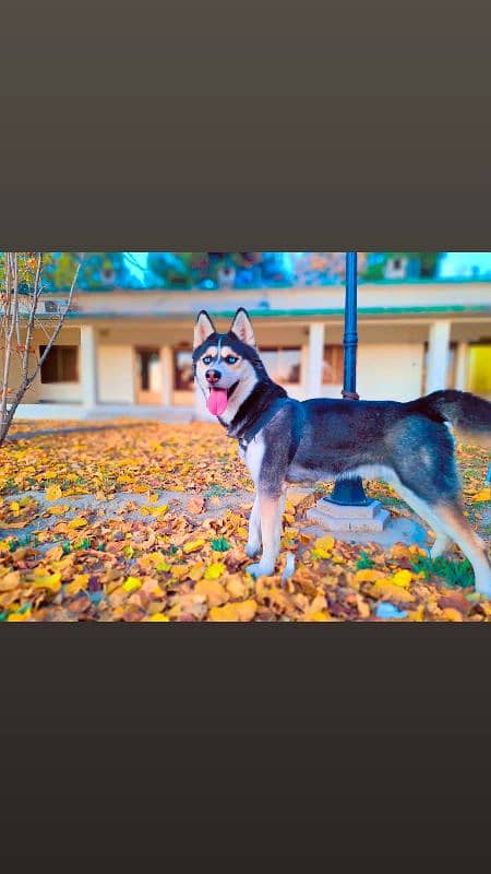 Siberian Husky Blue Eyes 0