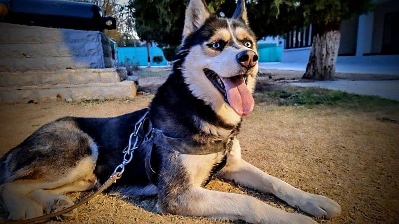 Siberian Husky Blue Eyes 1