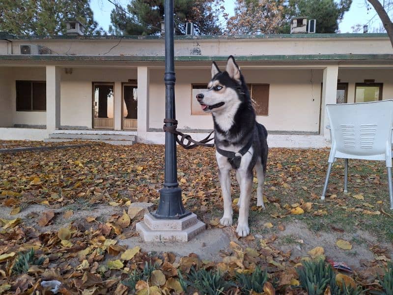 Siberian Husky Blue Eyes 2