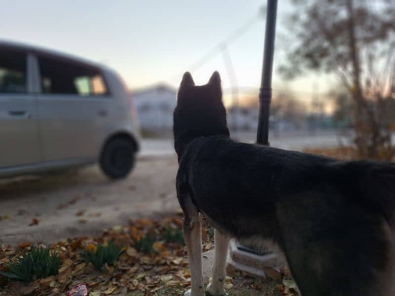 Siberian Husky Blue Eyes 3