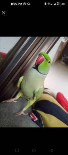 Friendly talking parrot WhatsApp 03494755579