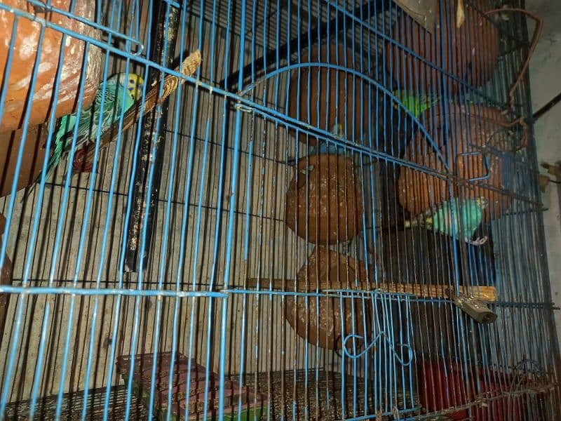 Australian parrots Full Setup 2