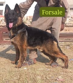 German Shepherd double coat male for sale