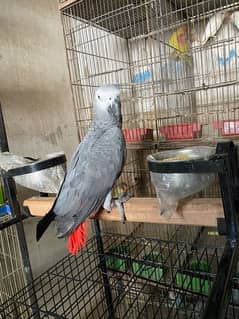 Gray Parrot Hand tame Full Talking male