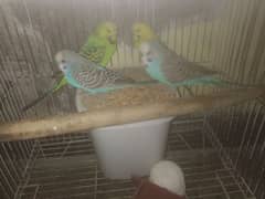 budgie 2pair