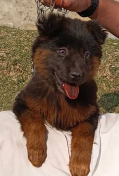 German Shepherd puppy female for sale What's contact 03159571573