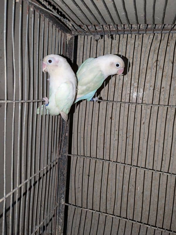 2 pair cherry lovebird , 1 pair albino spilit ino x Blu pastel ino pir 4