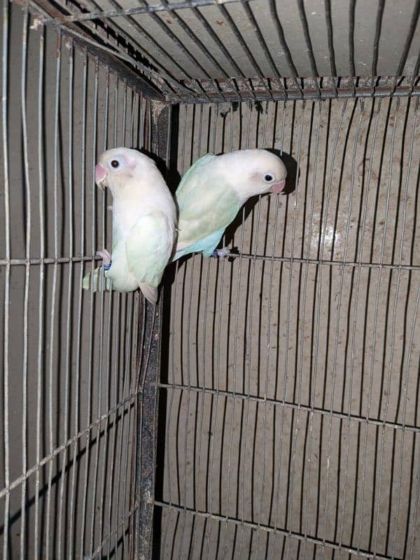 2 pair cherry lovebird , 1 pair albino spilit ino x Blu pastel ino pir 5