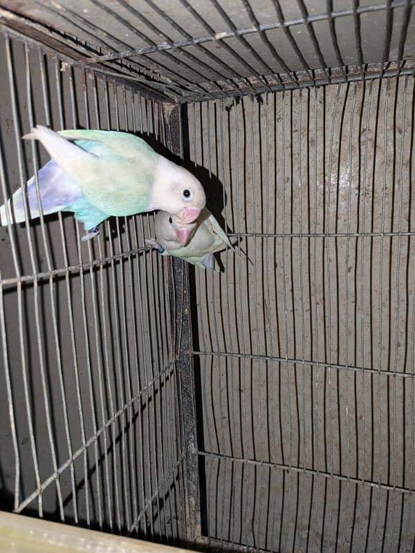 2 pair cherry lovebird , 1 pair albino spilit ino x Blu pastel ino pir 6