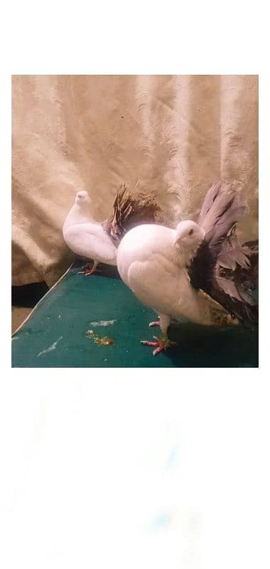 Breedar pair for sale 5