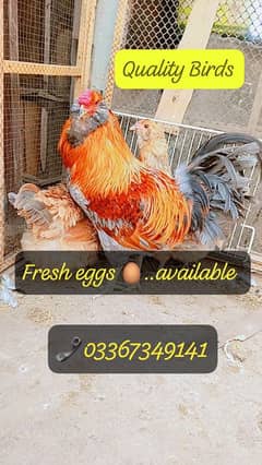 Americuna Blue/Green Eggs wali breed ka Fresh/fertile eggs available