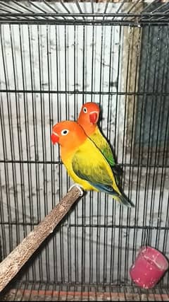 Opline,Albino,Lutino Love Birds